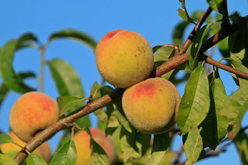 vineyard peaches on a branch