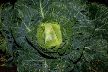 big, green cabbage. The view from the top. Garden, harvest