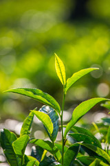 Close up of Green Tea Leaves 