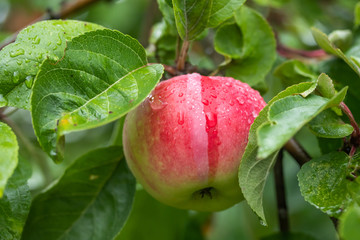 Rain drops on red apple on a apple tree branch
