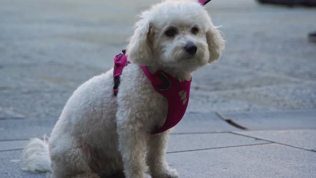 white dog toy poodle sits on city square among people legs looking at citizens walking in summer extreme close view