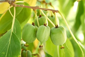 ripe vitamin fruit berry delicious actinidia (kiwi)