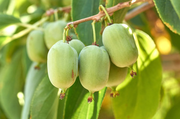 ripe vitamin fruit berry delicious actinidia (kiwi)