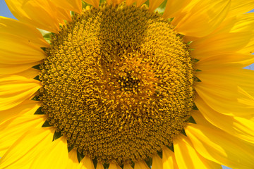 Closeup Of Sunflower In The Field