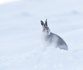 Wild mountain hare on smow covered mountain © jamie