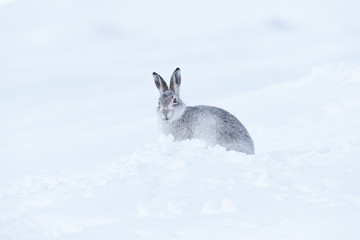Wild mountain hare on smow covered mountain © jamie