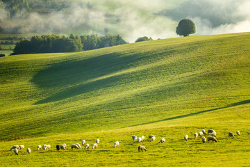 A herd of grazing sheep on a meadow in the foreground of a foggy landscape in the autumn morning....