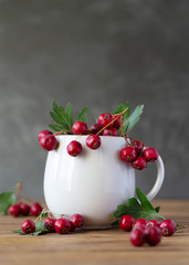 Hawthorn berry in white mug on wooden table.  Plant to make medicine for digestive and heart systems. Copy space