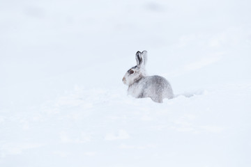 Wild mountain hare on smow covered mountain © jamie