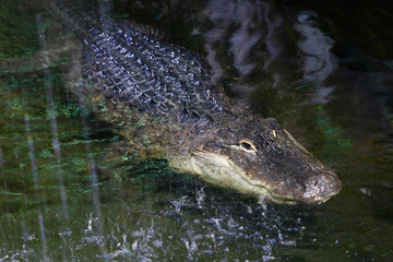Obraz premium The American alligator , a large crocodilian reptile in a water.
