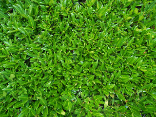 Green leaf texture background