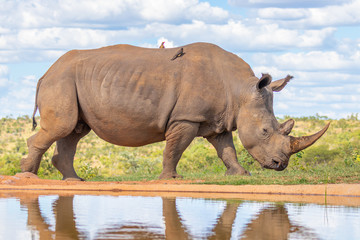 Portrait of a white rhinoceros (Ceratotherium simum) drinking water, Welgevonden Game Reserve, South Africa. © Gunter