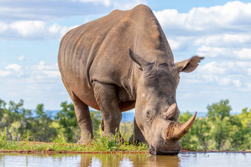 Portrait of a white rhinoceros (Ceratotherium simum) drinking water, Welgevonden Game Reserve,...