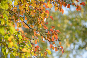 Beautiful colorful leaves in autumn forest. Red, orange, yellow, green and brown autumn leaves. Bush and tree foliage. Seasonal background.