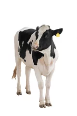 Foto op Plexiglas  black - white cow isolated on a white background. © fotomaster