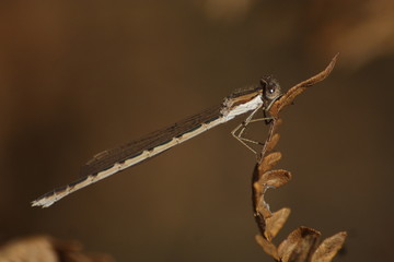libellule