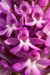 Fototapeta na wymiar Anacamptis pyramidalis known as the pyramidal orchid