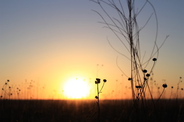 Kansas Sunset Grassland