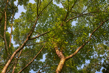 Tall tall trees and thick leaves