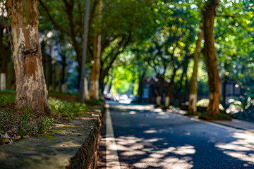 Shooting the avenue in the park by means of illusion