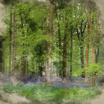 Digital watercolor painting of Stunning bluebell forest landscape image in soft sunlight in Spring