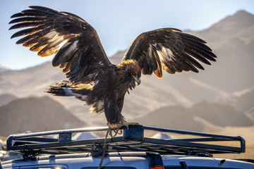 Big Golden Eagle with spread wings on the top of car. Golden Eagle Festival in Bayan-Ulgii, Mongolia