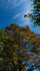 Obraz premium 九月 樹木公園の樹木