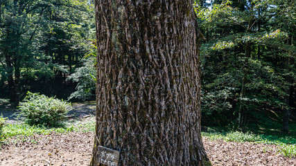 九月　樹木公園の樹木