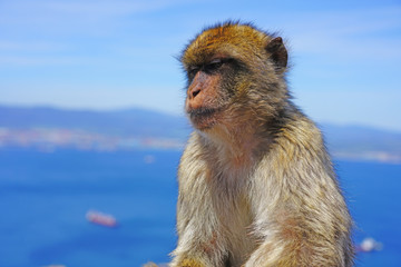 View of a wild Barbary Macaque monkey at the top of the Rock of Gibraltar