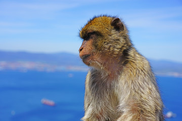 View of a wild Barbary Macaque monkey at the top of the Rock of Gibraltar