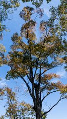 Obraz premium 九月の都市公園の樹木