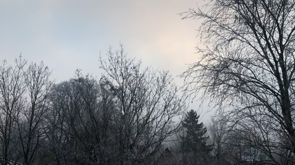 Obraz na płótnie Canvas Trees in winter