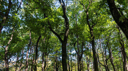 Obraz premium 九月の都市公園の樹木