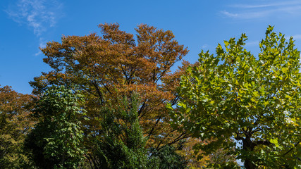 九月の都市公園の樹木