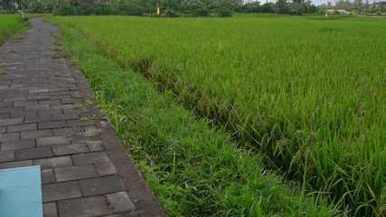 Slowmotion steadicam shot of a young woman practicing yoga on a beautiful rice field