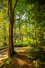Schöner Platz im Wald mit Baum, kleinem Bach und viel Sonnenlicht im Hintergrund