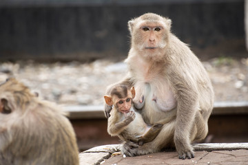 Monkey mother and baby monkey sitting on pathways