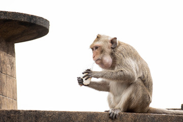 A cute monkey lives in the Lopburi cities of Thailand