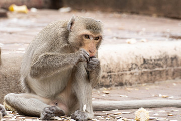 A cute monkey lives in the Lopburi cities of Thailand