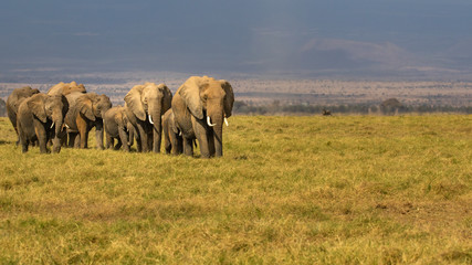herd of elephants