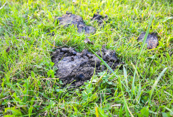 Obraz premium Cow shit lying on the grass.