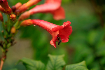 bee flying over red flower