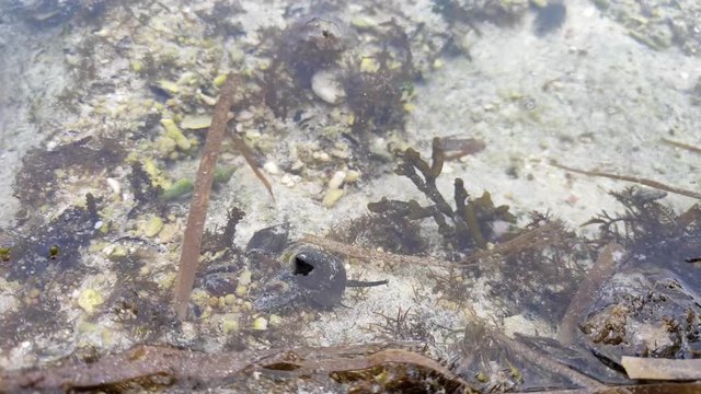 black sea snail walking in crystal clear water