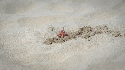 Hermit crab on the beach