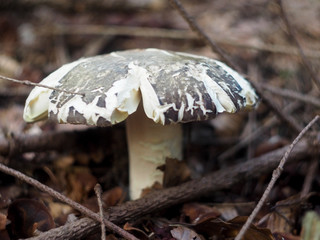 Mushroom with a cracked cap