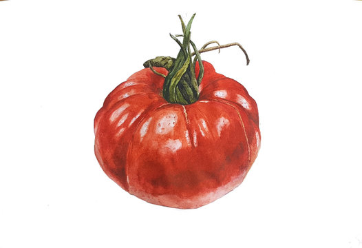 Watercolour painting of a ripe tomato