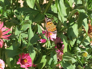 butterfly in the green foliage of tiny and its pink flowers