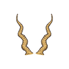 Obraz premium Screwhorn antelope horn drawing isolated on white background, yellow animal horns
