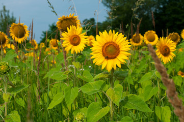 bright sunflowers on a large field on a sunny day