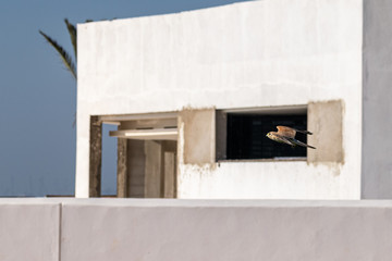 Kestrel bird of prey in flight